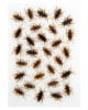Cockroaches 40 pieces 