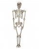 Lebensgroßes Skelett 200 cm 