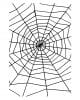 Spider web with spider 