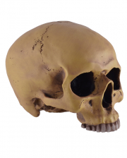 Antiker Totenschädel ohne Unterkiefer 19cm 