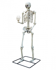 Gigantisches Halloween Skelett 3 Meter 