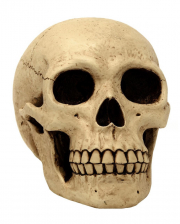 Large Skull Money Box 21 Cm