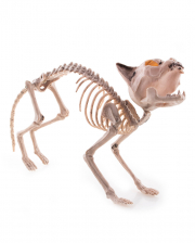 Cat Skeleton 60cm 
