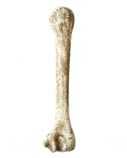 Neandertaler Knochen 