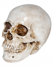 Realistic Artificial Stone Skull 