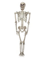 Lebensgroßes Skelett 200 cm 