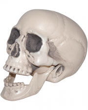 Skull With Movable Lower Jaw 