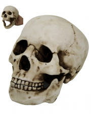 Totenkopf mit beweglichem Kiefer