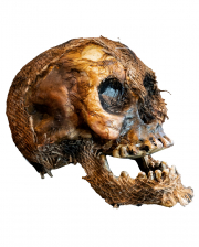 Vermoderter Totenschädel mit offenem Kiefer 22cm 