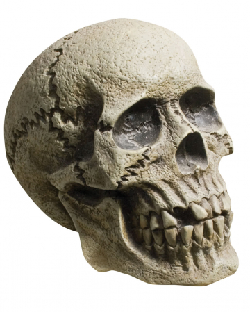 Verwitterter Skull Totenkopf 