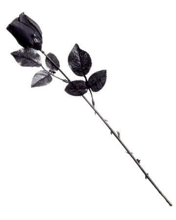 black short-stemmed rose 