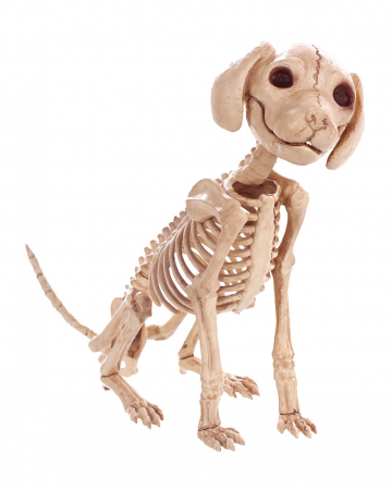 Sitting Dog Skeleton 30 Cm 