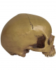 Antiker Totenschädel ohne Unterkiefer 19cm 