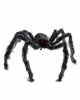 Gray And Black Mottled Hairy Spider 