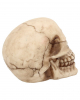 Small Grinning Skull 12cm 