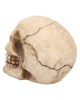 Small Grinning Skull 12cm 