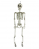 Hängefigur Skelett Torso 90cm 