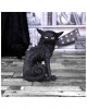 Salem Witch Cat 19,6cm 